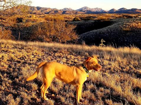 Dulce the golden pooch