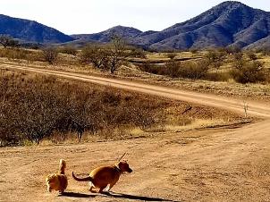 Dulce Dog and Hobo the Cat